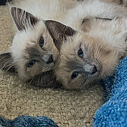 Augusta And Ryder joined the competition — help win amazing prizes! cat, kitten, siamese, feline, pets, cute, snuggling, cozy, blanket, blue_blanket, brown_couch, fur, closeup, indoor, resting, sleepy, animal, domestic_animal, two_animals, soft_texture