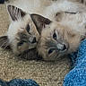 cat, kitten, siamese, feline, pets, cute, snuggling, cozy, blanket, blue_blanket, brown_couch, fur, closeup, indoor, resting, sleepy, animal, domestic_animal, two_animals, soft_texture