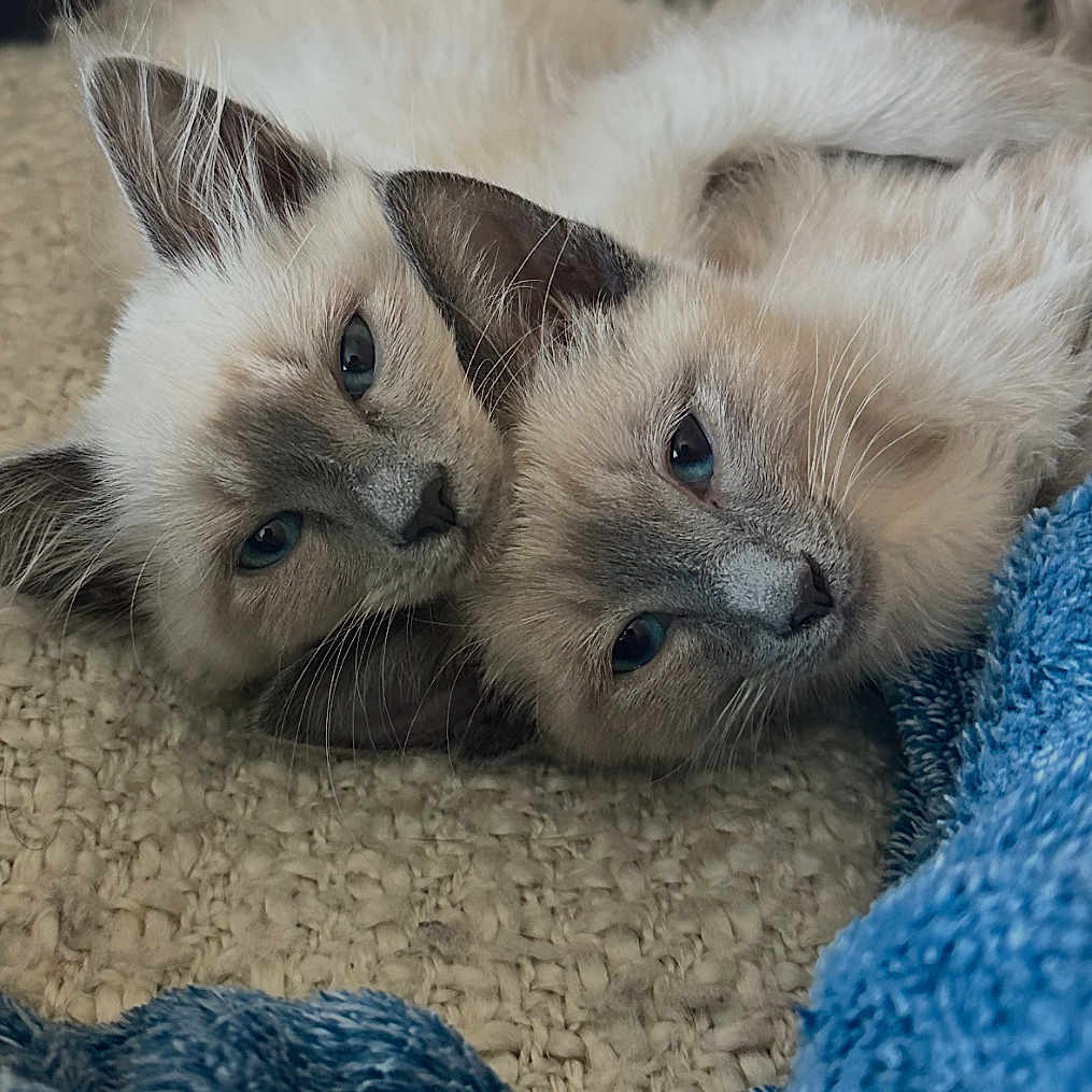 Augusta And Ryder joined the competition — help win amazing prizes! cat, kitten, siamese, feline, pets, cute, snuggling, cozy, blanket, blue_blanket, brown_couch, fur, closeup, indoor, resting, sleepy, animal, domestic_animal, two_animals, soft_texture