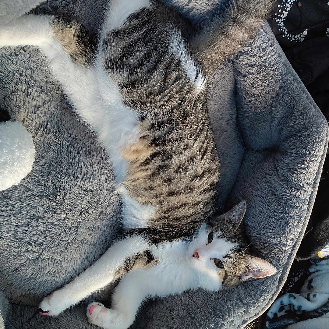 Nova joined the competition — help win amazing prizes! abyssinian, animal, armchair, blanket, car, cat, chair, couch, cushion, furniture, homedecor, kitten, manx, person, pet, quilt, siamese, sleeping, transportation, vehicle