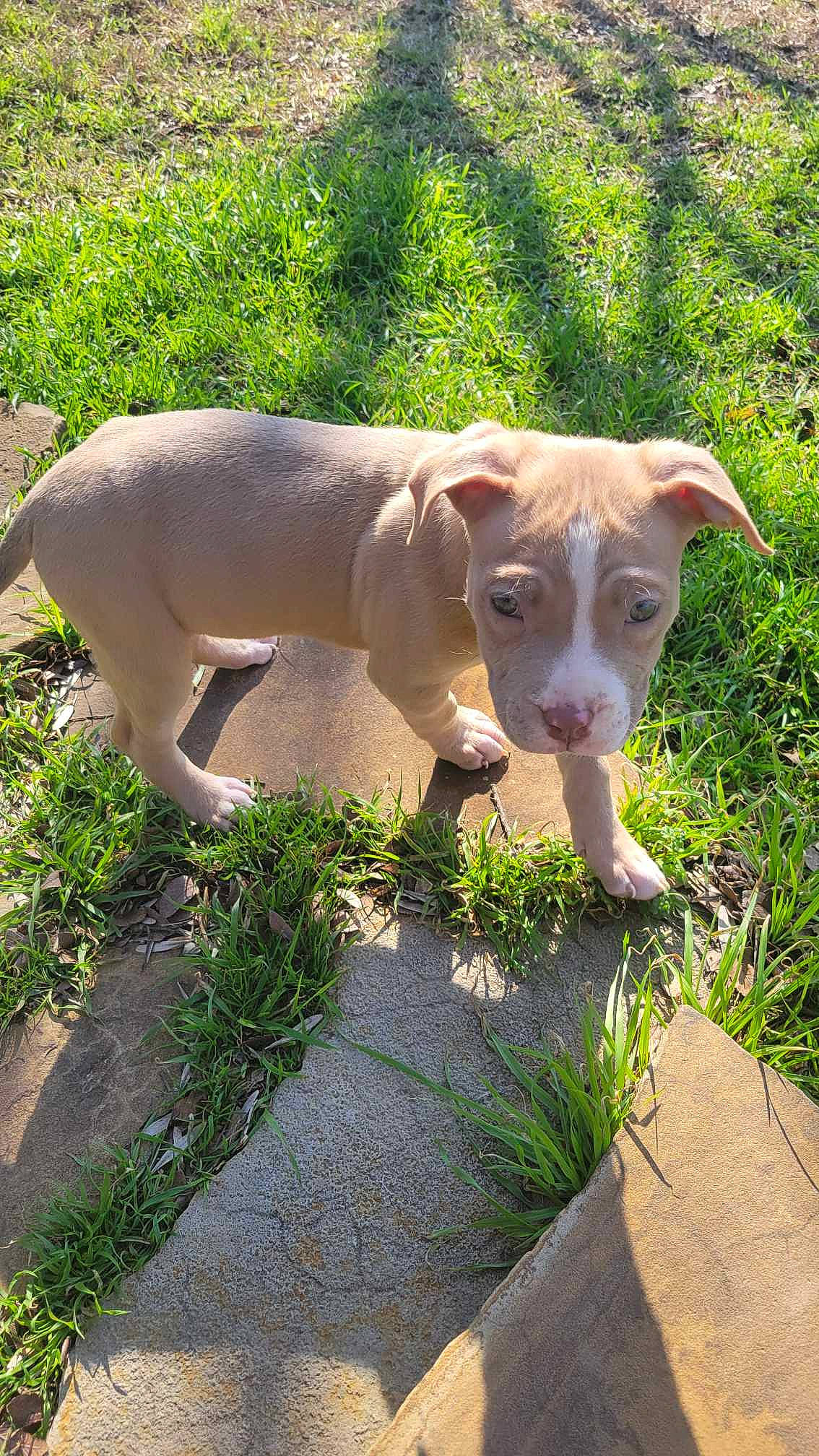 Khali is registered to the contest to win money with this photo: canidae, carnivore, companion_dog, dog, dog_breed, fawn, grass, groundcover, gun_dog, herb, landscape, liver, plant, snout, sporting_group, tail, terrestrial_animal, wildlife, wood, working_animal