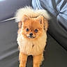 Pom-Pom participe au concours pour gagner de l'argent avec cette photo : dog, pomeranian, fluffy, pet, animal, cute, small_dog, fur, sitting, couch, leather, indoor, looking_at_camera, brown_fur, tail, ears, adorable, companion, domestic_animal, friendly