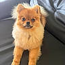Pom-Pom a rejoint le concours — aidez-le/la à gagner de superbes lots ! dog, pomeranian, fluffy, pet, animal, cute, sitting, fur, leather_couch, indoor, small_dog, portrait, looking_at_camera, domestic_animal, canine, companion, adorable, furry, house_pet, resting
