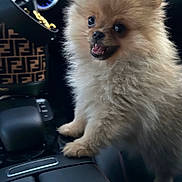 Pom-Pom participe au concours pour gagner de l'argent avec cette photo : dog, puppy, pomeranian, car_interior, center_console, leather, happy, small_dog, fluffy, pet, animal, cute, luxury_car, handbag, blue_lighting, dashboard, console, fur, standing, indoor