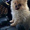 dog, puppy, pomeranian, car_interior, center_console, leather, happy, small_dog, fluffy, pet, animal, cute, luxury_car, handbag, blue_lighting, dashboard, console, fur, standing, indoor