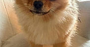 Pom-Pom participe au concours pour gagner de l'argent avec cette photo : dog, puppy, fluffy, small_dog, cute, pet, indoors, chair, cozy, fur, animal, domestic_animal, looking_at_camera, companion, portrait, adorable, furry, cute_pet, household, soft