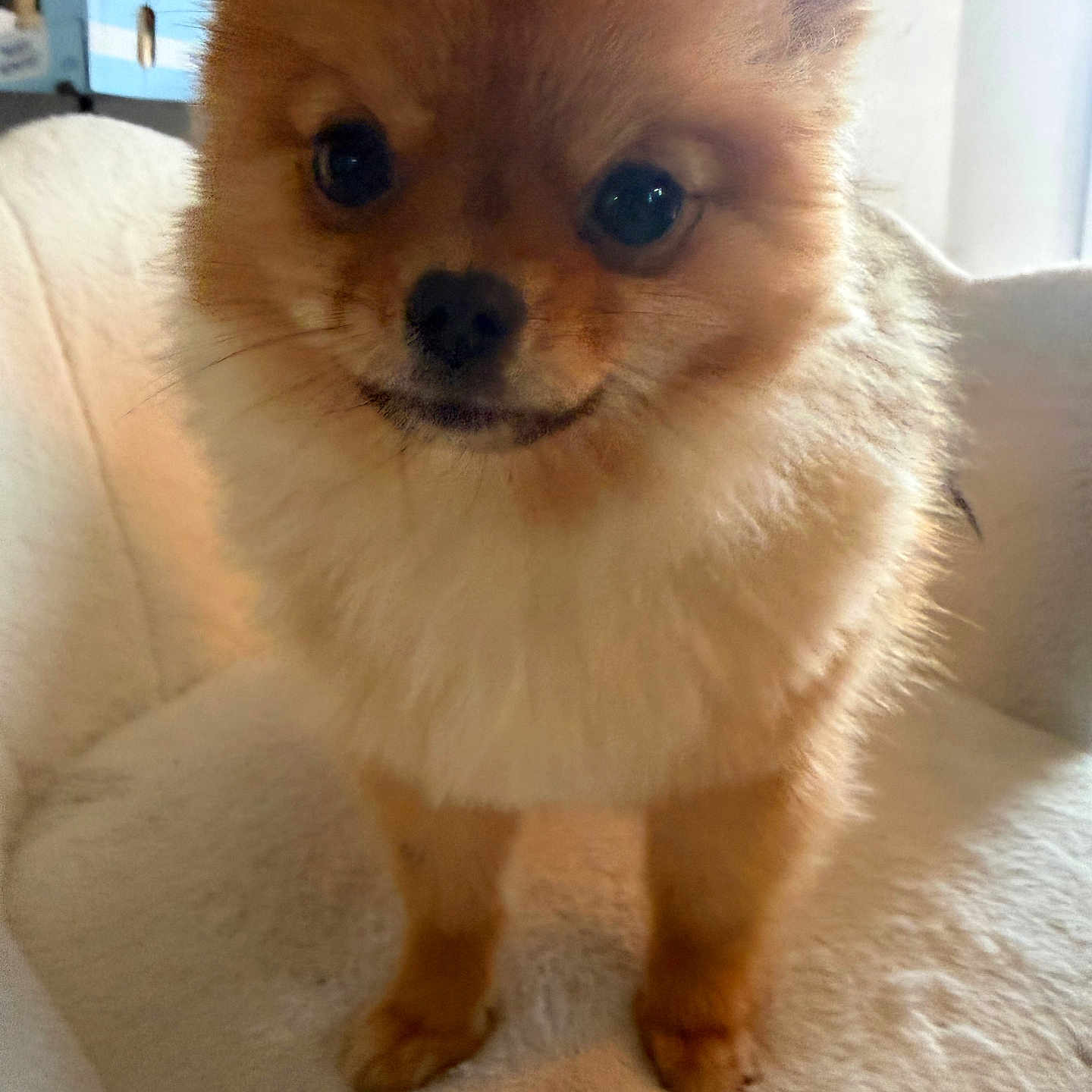 Pom-Pom participe au concours pour gagner de l'argent avec cette photo : dog, puppy, fluffy, small_dog, cute, pet, indoors, chair, cozy, fur, animal, domestic_animal, looking_at_camera, companion, portrait, adorable, furry, cute_pet, household, soft