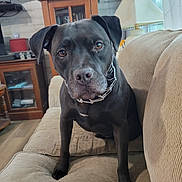Sadie joined the competition — help win amazing prizes! attention, black_dog, brown_eyes, canine, collar, couch, curtains, dog, floor, furniture, home_decor, indoor, lamp, living_room, pet, photograph_frames, seated, television, window, wooden_furniture