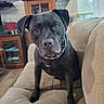 attention, black_dog, brown_eyes, canine, collar, couch, curtains, dog, floor, furniture, home_decor, indoor, lamp, living_room, pet, photograph_frames, seated, television, window, wooden_furniture