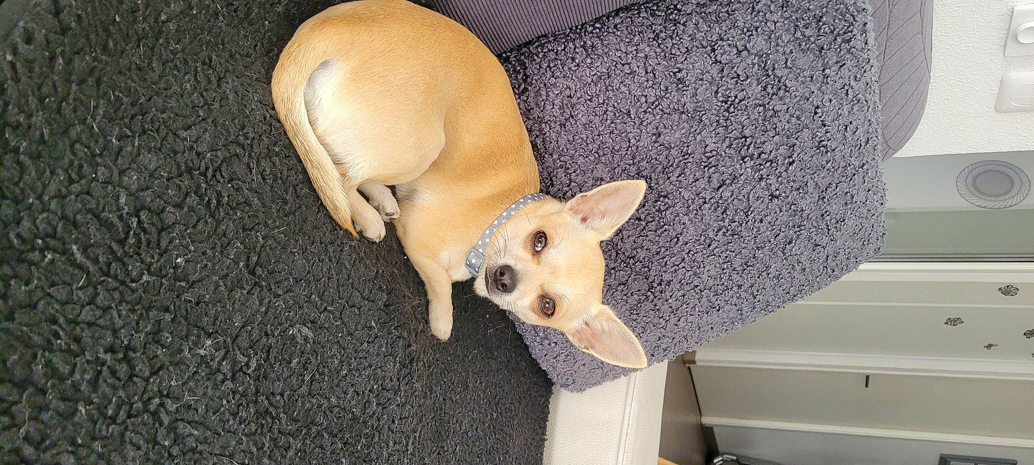 Tobi a rejoint le concours — aidez-le/la à gagner de superbes lots ! beige, canidae, carnivore, comfort, companion_dog, corgi_chihuahua, dog, dog_breed, ear, fawn, non_sporting_group, paw, snout, tail, terrestrial_animal, toy_dog, working_animal