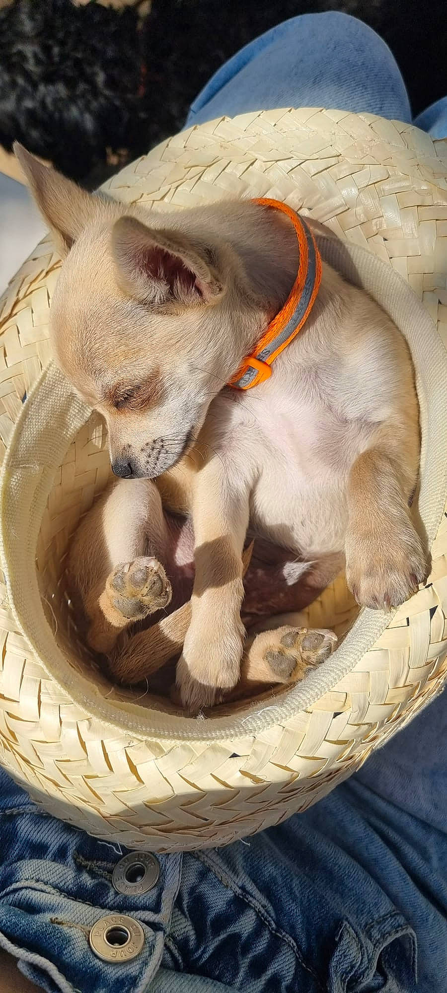 Tobi participe au concours pour gagner de l'argent avec cette photo : canidae, carnivore, cat_supply, circle, companion_dog, dog, dog_breed, donskoy, fawn, felidae, jaw, pet_supply, snout, sporting_group, tail, terrestrial_animal, whiskers, wildlife, working_animal, wrinkle