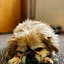 animal, architecture, building, canine, cockerspaniel, dog, face, hardwood, head, hound, indoors, interiordesign, papillon, person, pet, photography, portrait, puppy, sleeping, wood