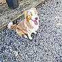 animal, canine, chair, concrete, daylight, dog, fence, fur, happy, nature, outdoor, pebbles, pet, shadow, sitting, smiling, sunlight, tail, tongue, tongue_out