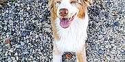 Aya a rejoint le concours — aidez-le/la à gagner de superbes lots ! animal, blue_eyes, canine, close_up, cute, dog, friendly, fur, happy, lying_down, muzzle, nature, outdoor, paw, pebbles, pet, playful, smiling, tail, tongue_out