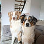 alert, animal, australian_shepherd, blanket, blue_eyes, canine, companions, couch, curious, dog, domestic_animal, fur, house, indoor, living_room, modern_interior, pets, seated, staircase, two_dogs