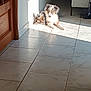 animal, bulldog, canine, cat, dog, eskimodog, flagstone, hardwood, hound, husky, indoors, interiordesign, path, pet, puppy, slate, terrier, tile, walkway, wood