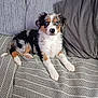 Uxie a rejoint le concours — aidez-le/la à gagner de superbes lots ! animal, architecture, building, canine, chair, cockerspaniel, collie, couch, cushion, dog, furniture, homedecor, hound, indoors, livingroom, papillon, pet, puppy, room, terrier