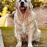 Juju participe au concours pour gagner de l'argent avec cette photo : animal, ball, bodypart, canine, cockerspaniel, dog, football, goldenretriever, grass, labradorretriever, lawn, pet, plant, puppy, rock, soccer, soccerball, sport, terrier, whitedog