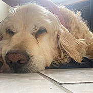 Junior a rejoint le concours — aidez-le/la à gagner de superbes lots ! animal, ball, canine, cat, cockerspaniel, dog, eskimodog, goldenretriever, hound, indoors, labradorretriever, person, pet, puppy, sleeping, snout, sport, tennis, tennisball, whitedog