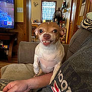 Sophie is registered to the contest to win money with this photo: dog, small_dog, chihuahua, pet, snarl, person, arm, living_room, couch, television, fan, window, curtain, wood_paneling, table, plate, fork, casual_clothing, indoor, home