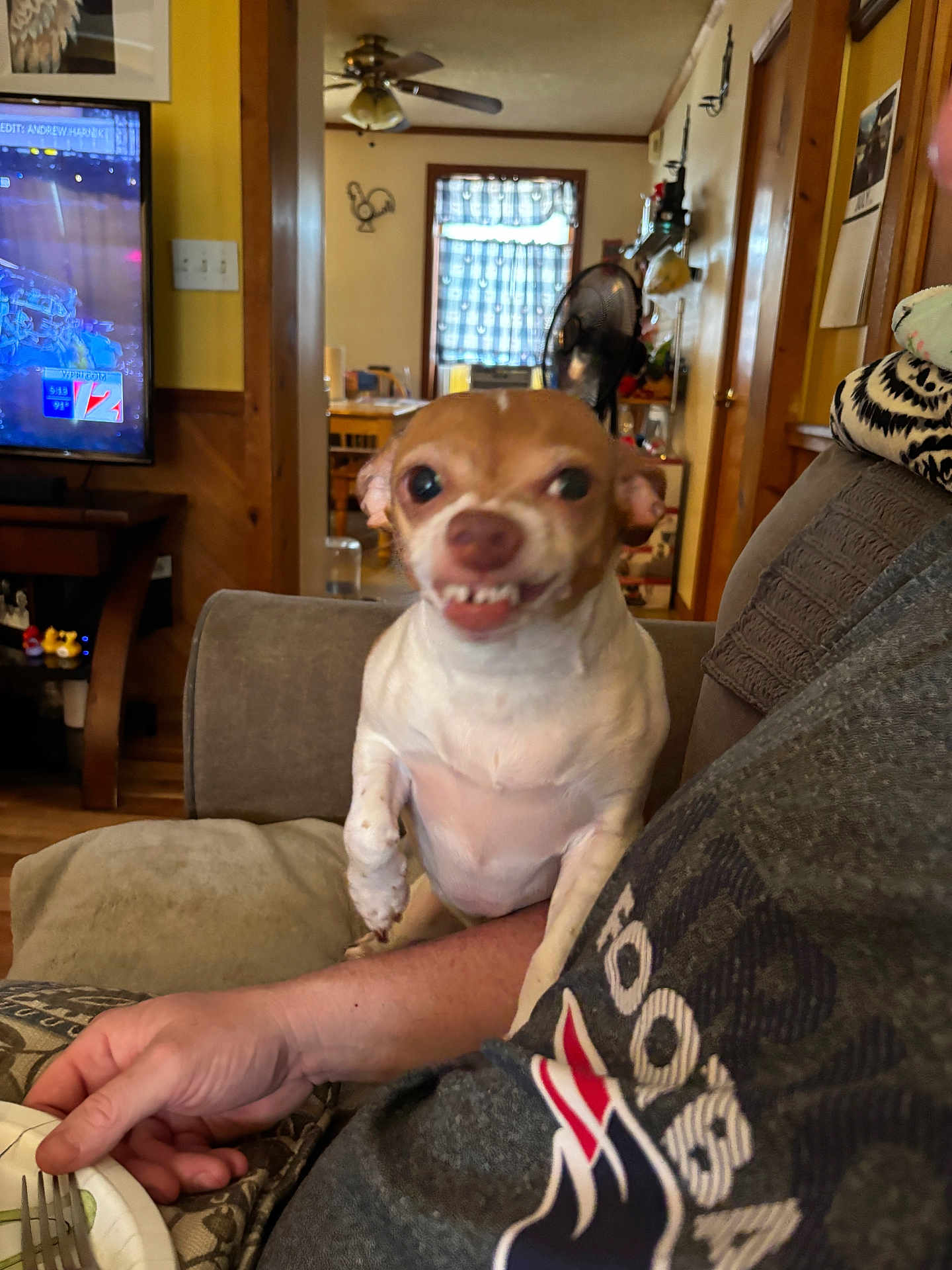 Sophie is registered to the contest to win money with this photo: dog, small_dog, chihuahua, pet, snarl, person, arm, living_room, couch, television, fan, window, curtain, wood_paneling, table, plate, fork, casual_clothing, indoor, home