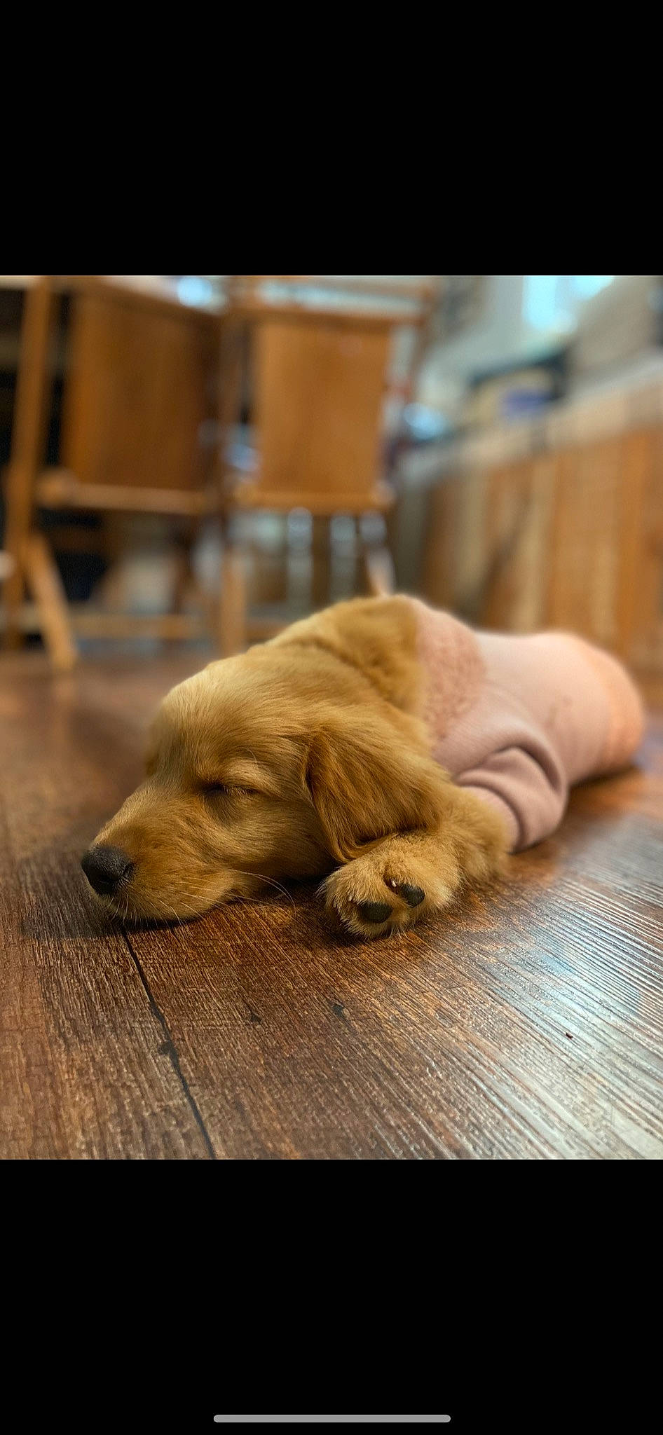 Lady is registered to the contest to win money with this photo: canidae, carnivore, comfort, companion_dog, dog, dog_breed, fawn, floor, flooring, fur, hardwood, laminate_flooring, plank, retriever, varnish, whiskers, wood, wood_flooring, wood_stain, working_animal