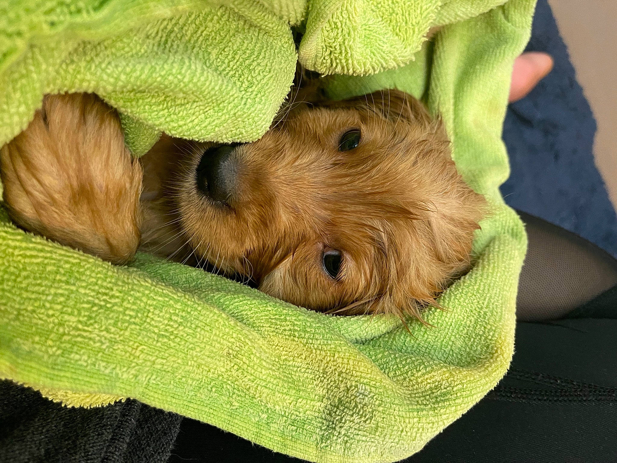 Lady is registered to the contest to win money with this photo: canidae, carnivore, comfort, companion_dog, dog, dog_breed, fawn, fur, liver, mustelidae, nap, puppy, rodent, sleep, snout, sporting_group, terrestrial_animal, toy, wood, working_animal