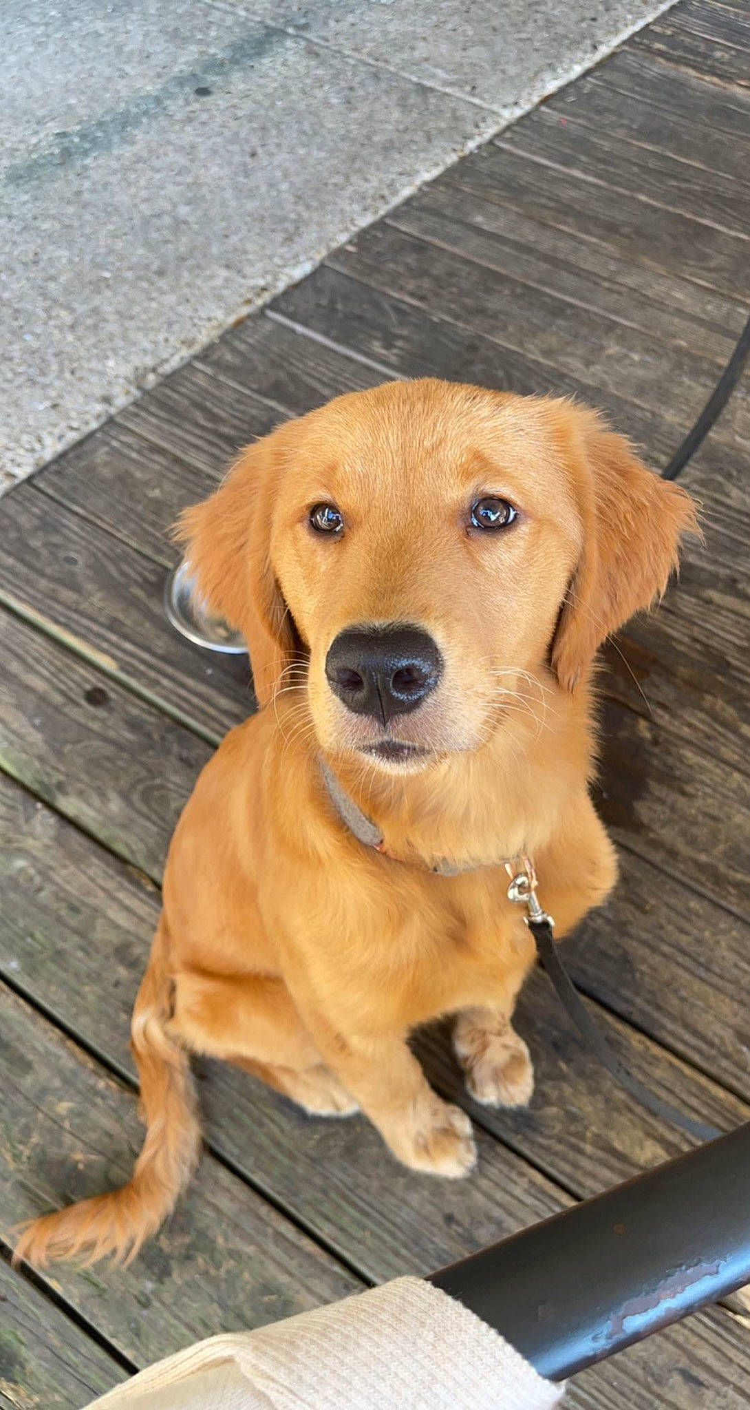 Lady joined the competition — help win amazing prizes! canidae, carnivore, companion_dog, dog, dog_breed, dog_collar, eye, fawn, fur, gun_dog, hardwood, paw, plank, plant, snout, tail, tree, whiskers, wood, working_animal