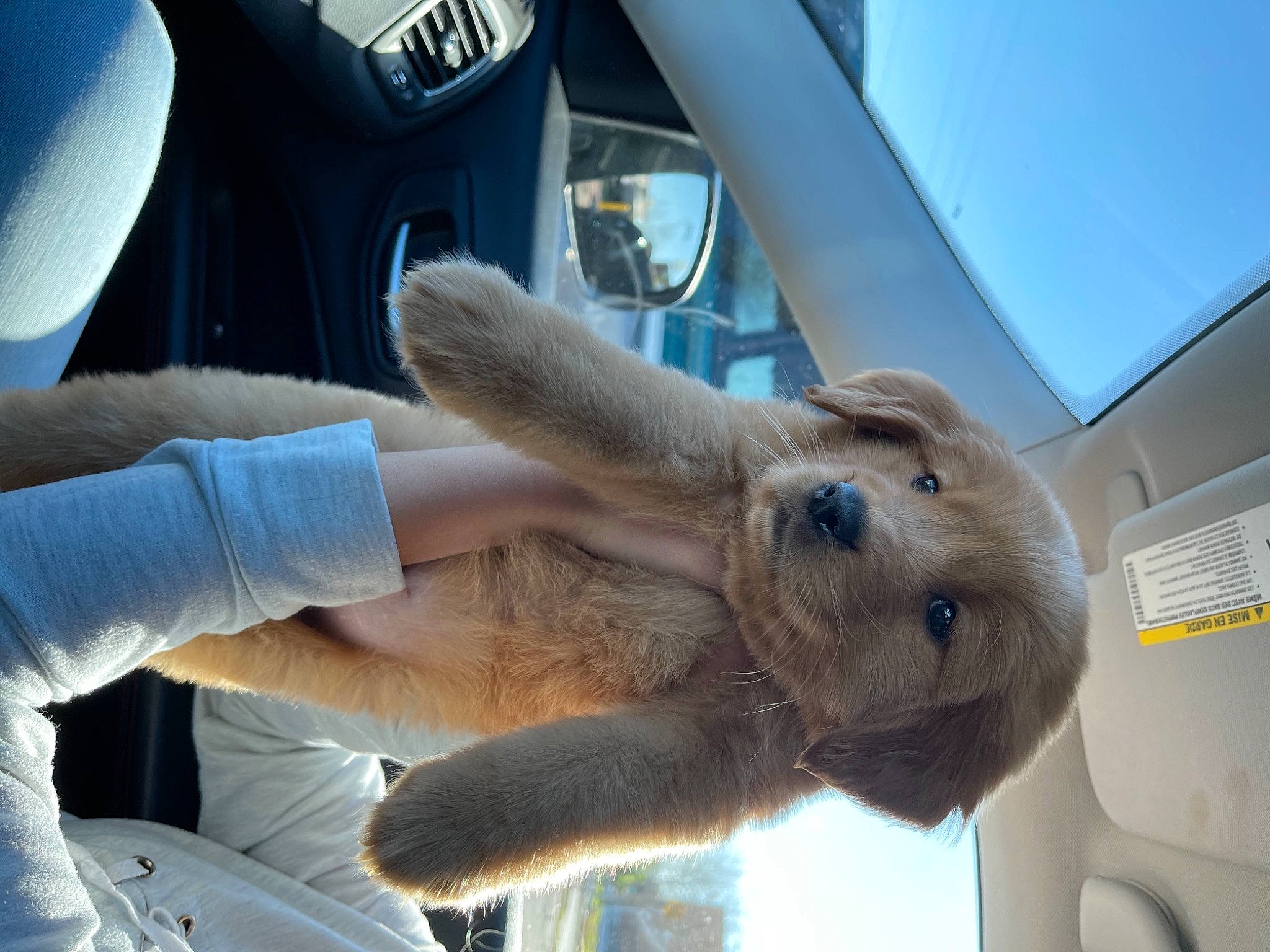 Lady joined the competition — help win amazing prizes! auto_part, canidae, car, companion_dog, dog, dog_breed, family_car, fawn, fur, gesture, hand, liver, nail, sky, snout, sporting_group, vehicle_door, window, windshield, working_animal