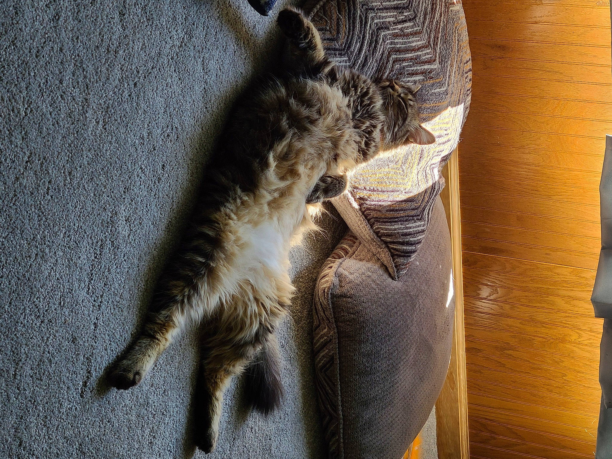 Cheech is registered to the contest to win money with this photo: carnivore, cat, claw, comfort, domestic_short_haired_cat, fawn, felidae, fur, metal, paw, shadow, small_to_medium_sized_cats, snout, tail, terrestrial_animal, whiskers, wildlife, wood