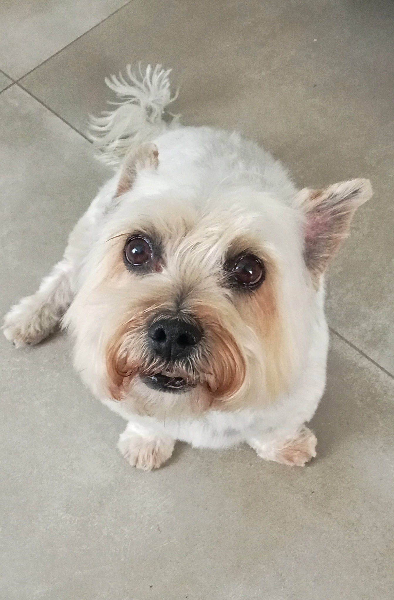 Guismo participe au concours pour gagner de l'argent avec cette photo : canidae, carnivore, companion_dog, dog, dog_breed, dog_collar, dog_supply, ear, fur, maltepoo, non_sporting_group, puppy_love, small_terrier, snout, sporting_group, terrier, toy, toy_dog, water_dog, working_animal