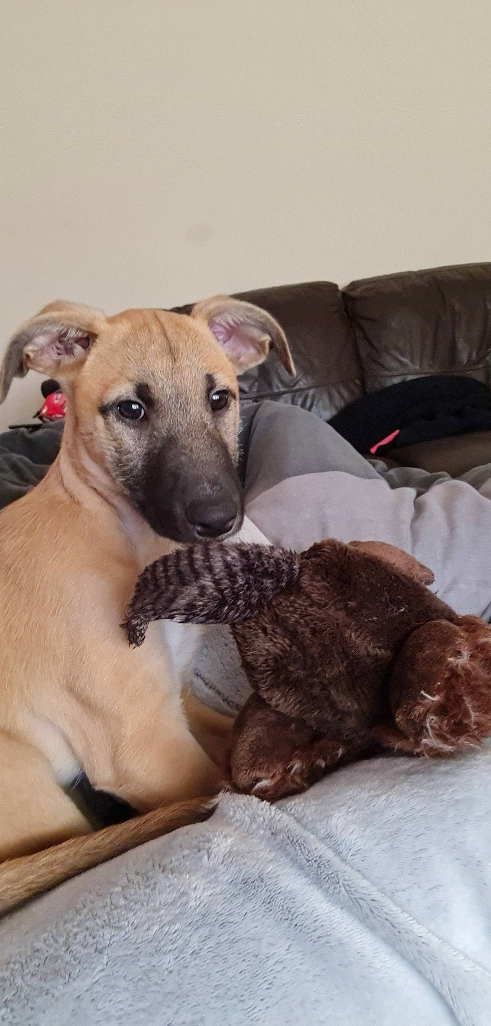 Luna joined the competition — help win amazing prizes! canidae, carnivore, collar, comfort, companion_dog, couch, dog, dog_breed, dog_supply, fawn, fur, linens, liver, mammal, pillow, snout, sporting_group, terrestrial_animal, toy_dog, whiskers