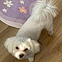 dog, white_dog, small_dog, fluffy, pet, indoor, wooden_floor, purple_rug, flower_pattern, curious, looking_up, groomed, cute, animal, companion, domestic, fur, tail, ears, floor