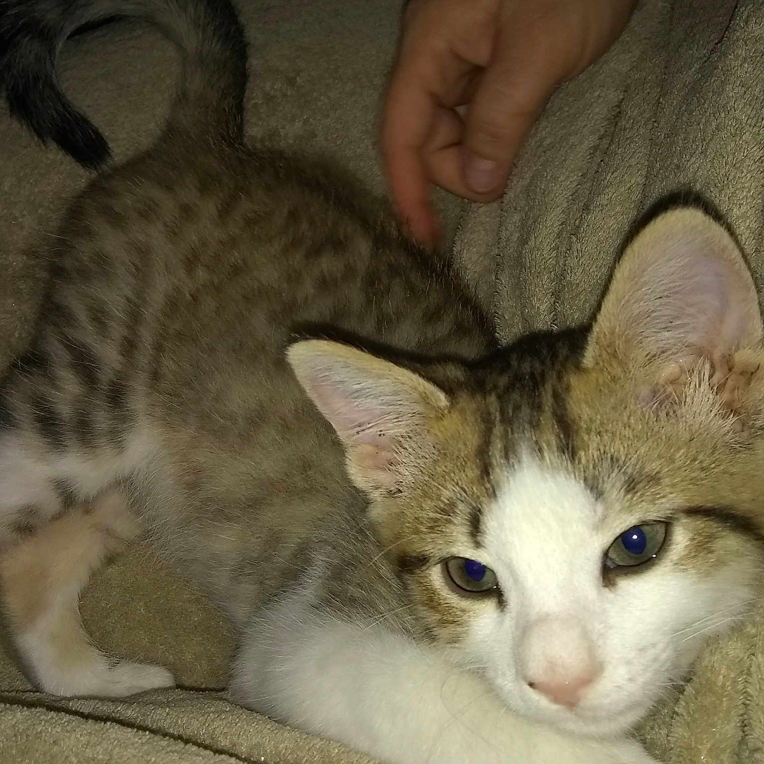 Leonidas