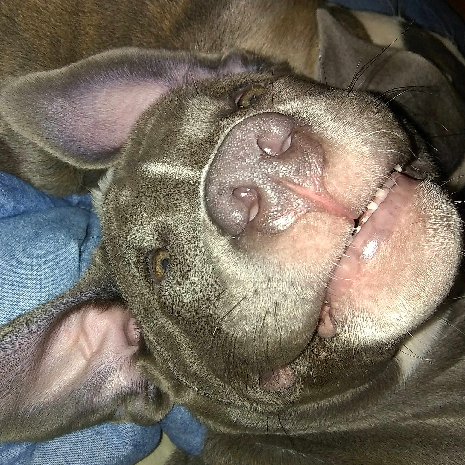 Trinity is registered to the contest to win money with this photo: canidae, carnivore, dog, dog_breed, ear, fawn, mouth, nap, nose, pointing_breed, puppy, skin, snout, sporting_group, weimaraner, wrinkle