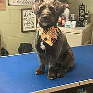 Millygrace is registered to the contest to win money with this photo: animal, bandana, black_fur, cute, decor, dog, furniture, grooming_table, halloween, home, indoor, orange, pet, pet_accessory, quiet, sign, sitting, table, tile_floor, wall_art