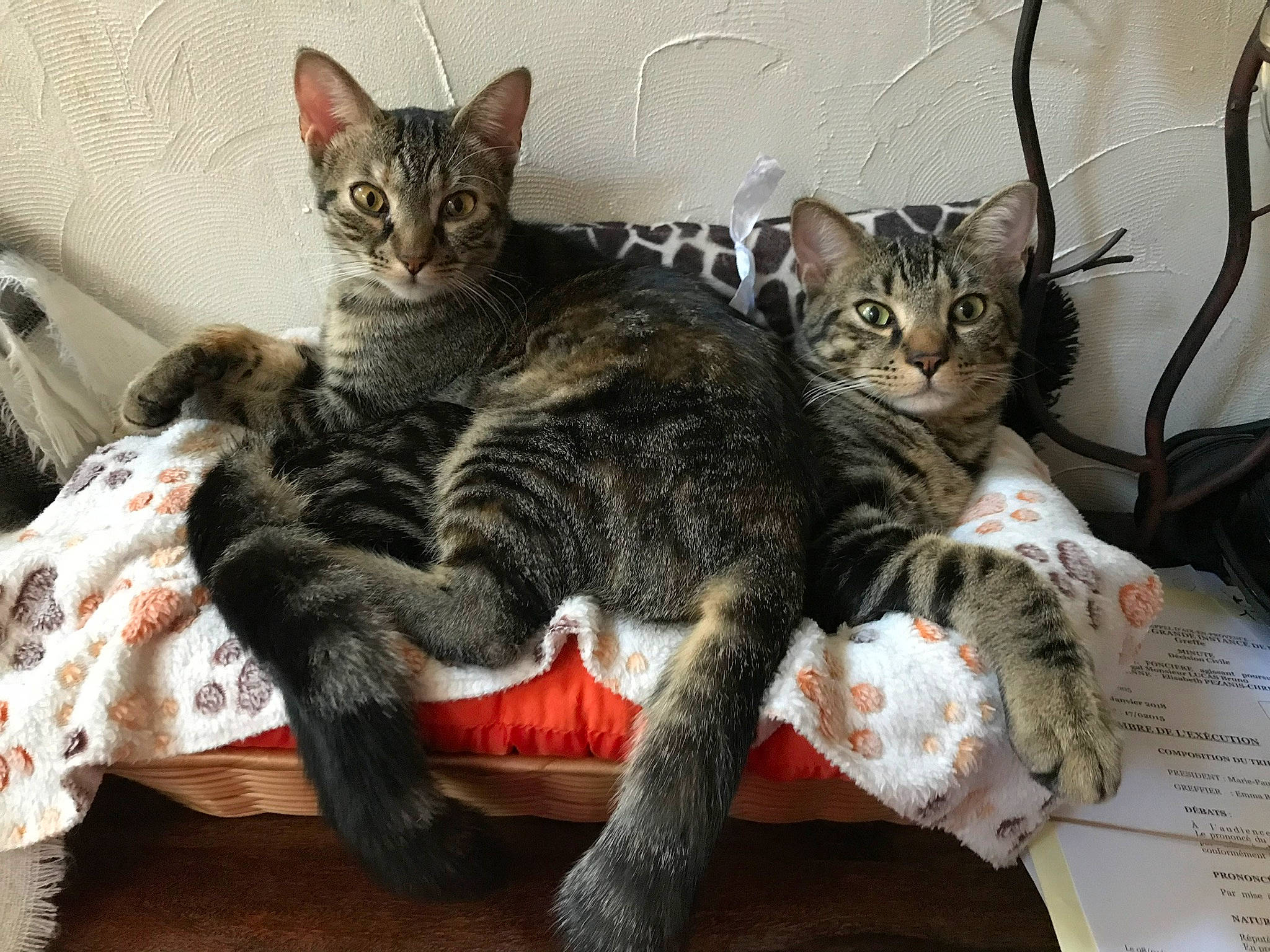 Maggie a rejoint le concours — aidez-le/la à gagner de superbes lots ! aegean_cat, american_shorthair, american_wirehair, arabian_mau, asian, california_spangled, carnivore, cat, domestic_short_haired_cat, dragon_li, european_shorthair, felidae, german_rex, kitten, mammal, pixie_bob, small_to_medium_sized_cats, tabby_cat, vertebrate, whiskers