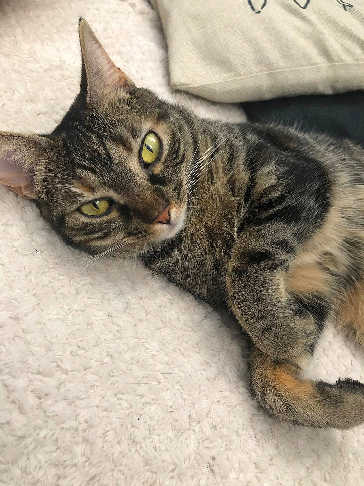 Maggie a rejoint le concours — aidez-le/la à gagner de superbes lots ! american_shorthair, american_wirehair, asian, california_spangled, carnivore, cat, domestic_short_haired_cat, dragon_li, egyptian_mau, european_shorthair, eye, felidae, fur, kitten, mammal, pixie_bob, small_to_medium_sized_cats, snout, tabby_cat, whiskers