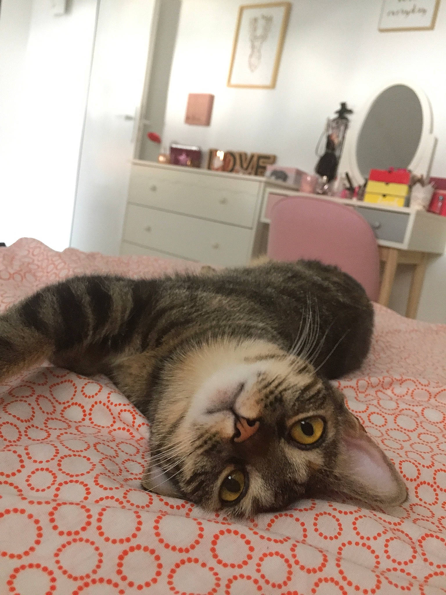 Maggie a rejoint le concours — aidez-le/la à gagner de superbes lots ! american_shorthair, asian, bed, carnivore, cat, domestic_short_haired_cat, dragon_li, egyptian_mau, european_shorthair, felidae, fur, kitten, ocicat, pixie_bob, room, small_to_medium_sized_cats, snout, tabby_cat, whiskers