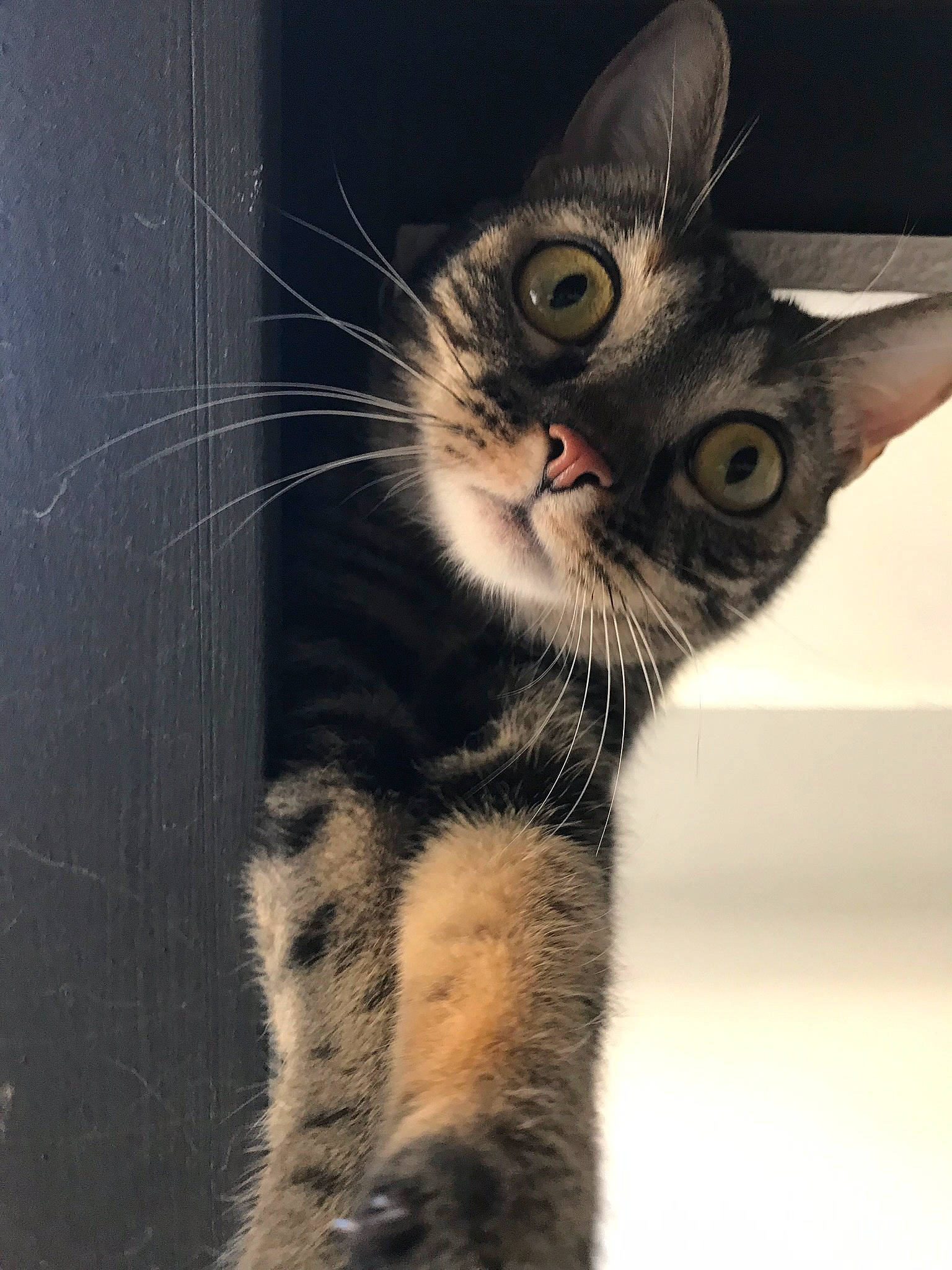 Maggie participe au concours pour gagner de l'argent avec cette photo : american_shorthair, american_wirehair, asian, carnivore, cat, domestic_short_haired_cat, dragon_li, egyptian_mau, european_shorthair, eye, felidae, fur, kitten, mammal, paw, polydactyl_cat, small_to_medium_sized_cats, snout, tabby_cat, whiskers