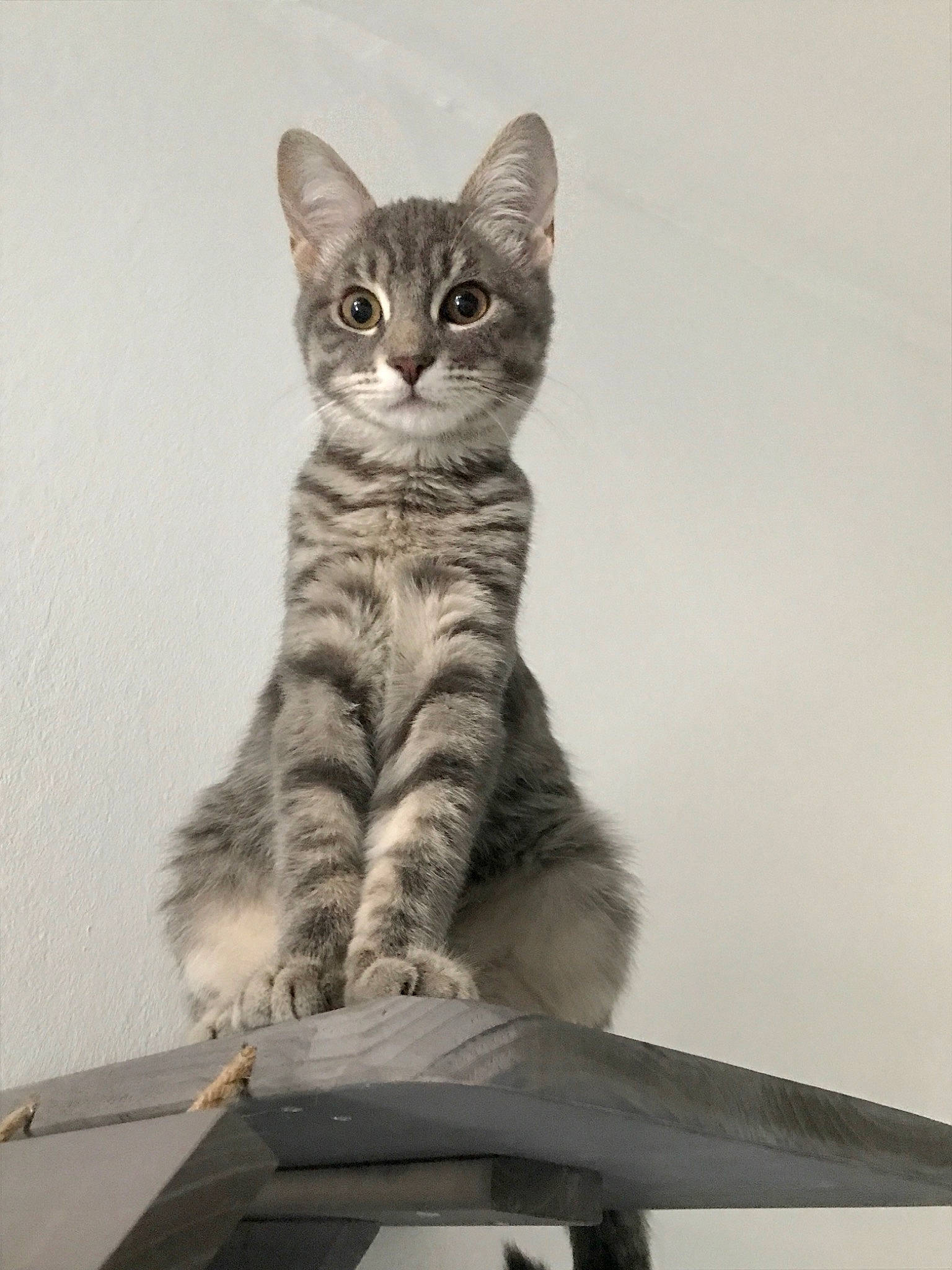 Zola participe au concours pour gagner de l'argent avec cette photo : aegean_cat, american_shorthair, american_wirehair, asian, australian_mist, california_spangled, carnivore, cat, domestic_short_haired_cat, dragon_li, egyptian_mau, european_shorthair, felidae, kitten, mammal, small_to_medium_sized_cats, tabby_cat, tail, vertebrate, whiskers