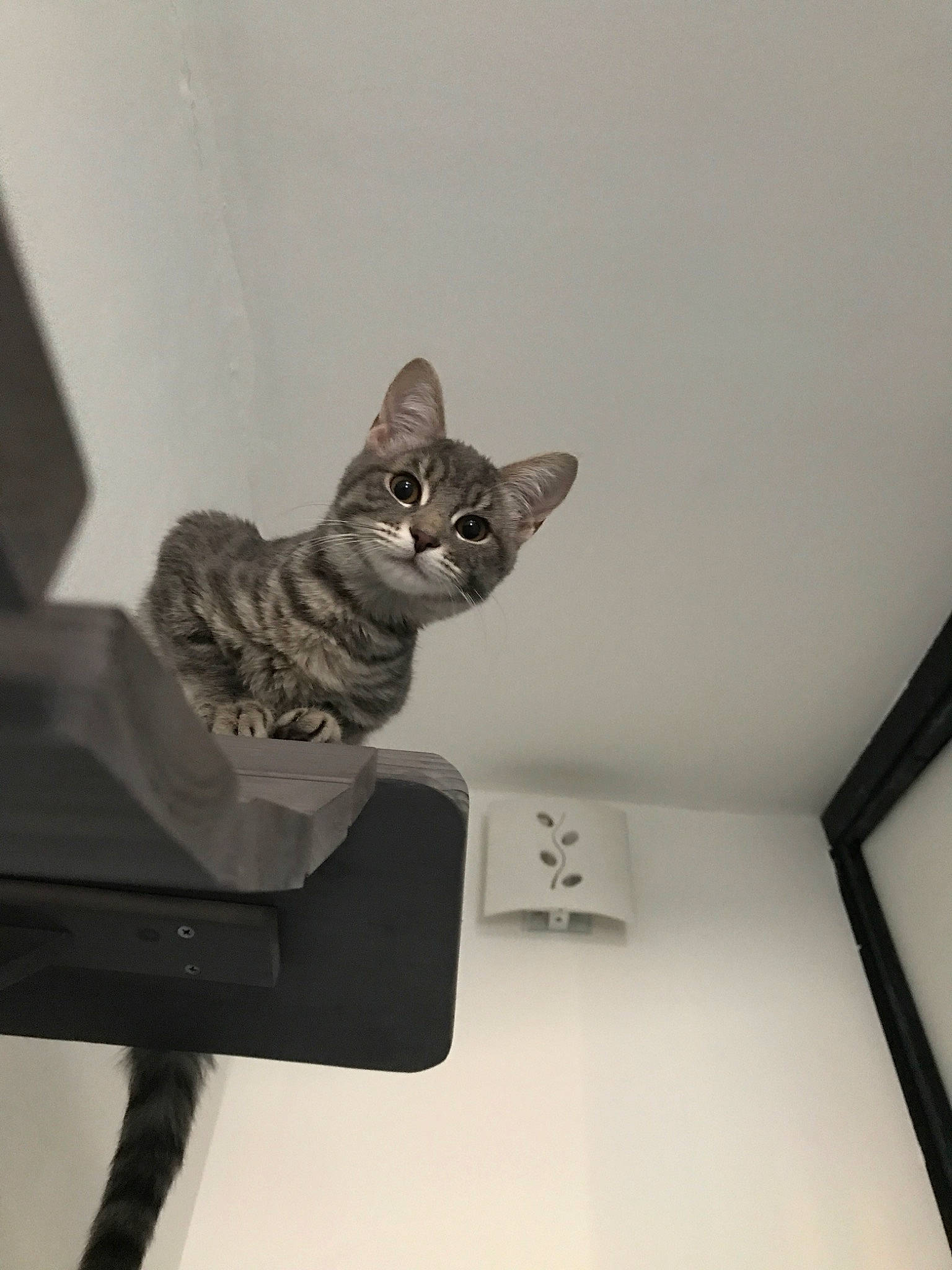 Zola a rejoint le concours — aidez-le/la à gagner de superbes lots ! american_shorthair, asian, california_spangled, carnivore, cat, devon_rex, domestic_short_haired_cat, dragon_li, egyptian_mau, european_shorthair, felidae, kitten, ocicat, small_to_medium_sized_cats, tabby_cat, whiskers