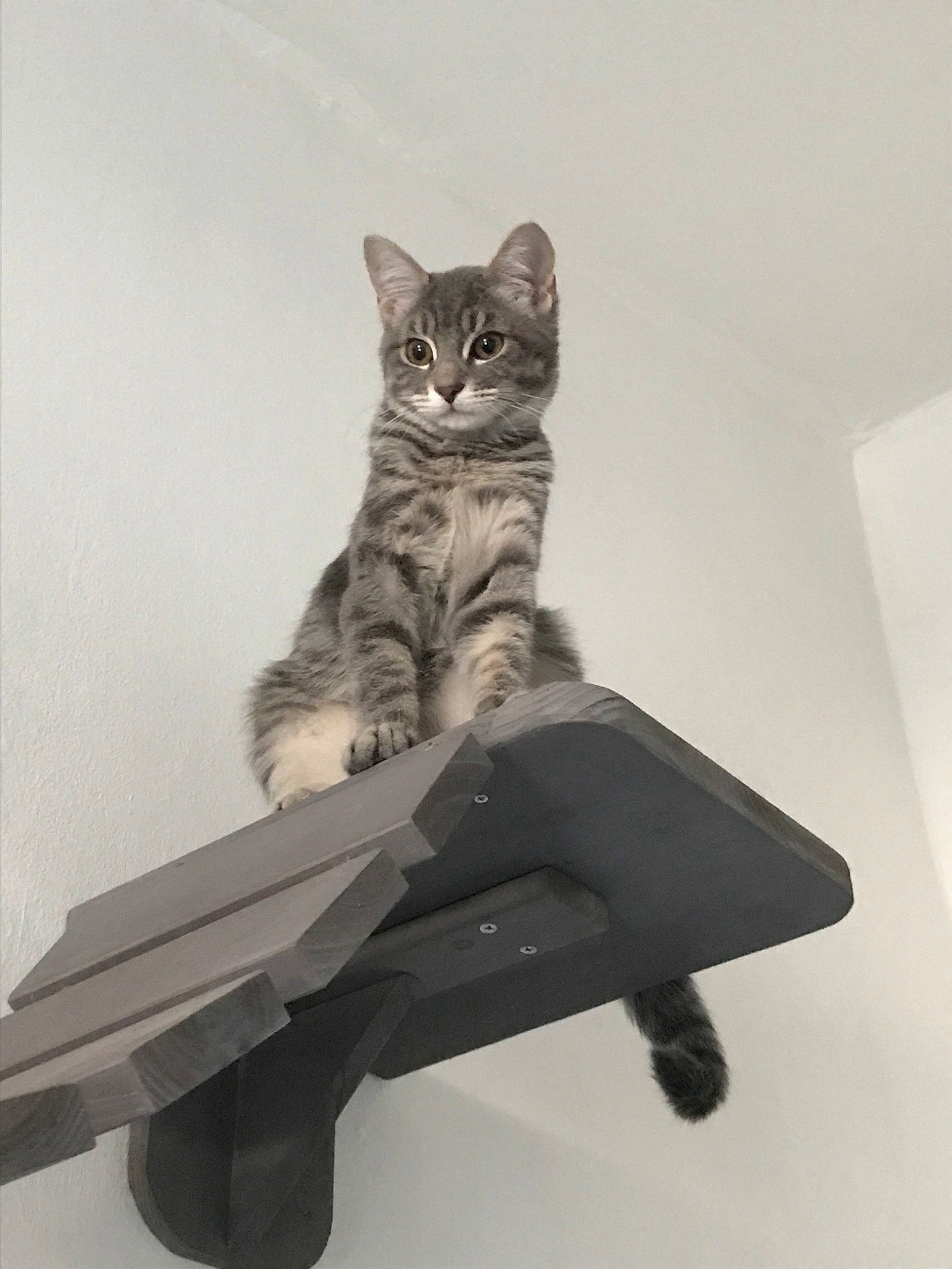 Zola a rejoint le concours — aidez-le/la à gagner de superbes lots ! aegean_cat, american_shorthair, asian, california_spangled, carnivore, cat, domestic_short_haired_cat, dragon_li, egyptian_mau, european_shorthair, felidae, kitten, paw, polydactyl_cat, sitting, small_to_medium_sized_cats, tabby_cat, table, tail, whiskers