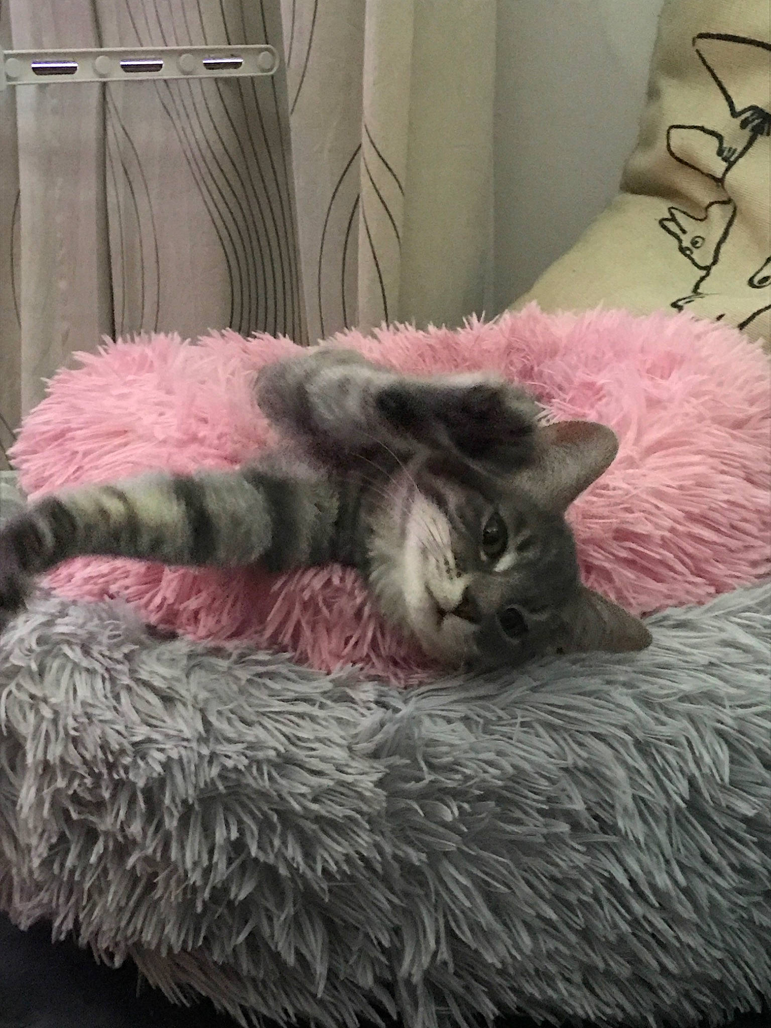 Zola a rejoint le concours — aidez-le/la à gagner de superbes lots ! british_longhair, carnivore, cat, domestic_long_haired_cat, felidae, fur, furniture, kitten, nap, nebelung, russian_blue, selkirk_rex, small_to_medium_sized_cats, whiskers