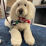 Yeti joined the competition — help win amazing prizes! bandana, blue_carpet, brick_wall, calm, canine, carpet, chair, close_up, dog, fluffy, furniture, indoor, leash, mammal, office, paw, pet, red_bandana, sitting, white_dog