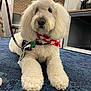 bandana, blue_carpet, brick_wall, calm, canine, carpet, chair, close_up, dog, fluffy, furniture, indoor, leash, mammal, office, paw, pet, red_bandana, sitting, white_dog