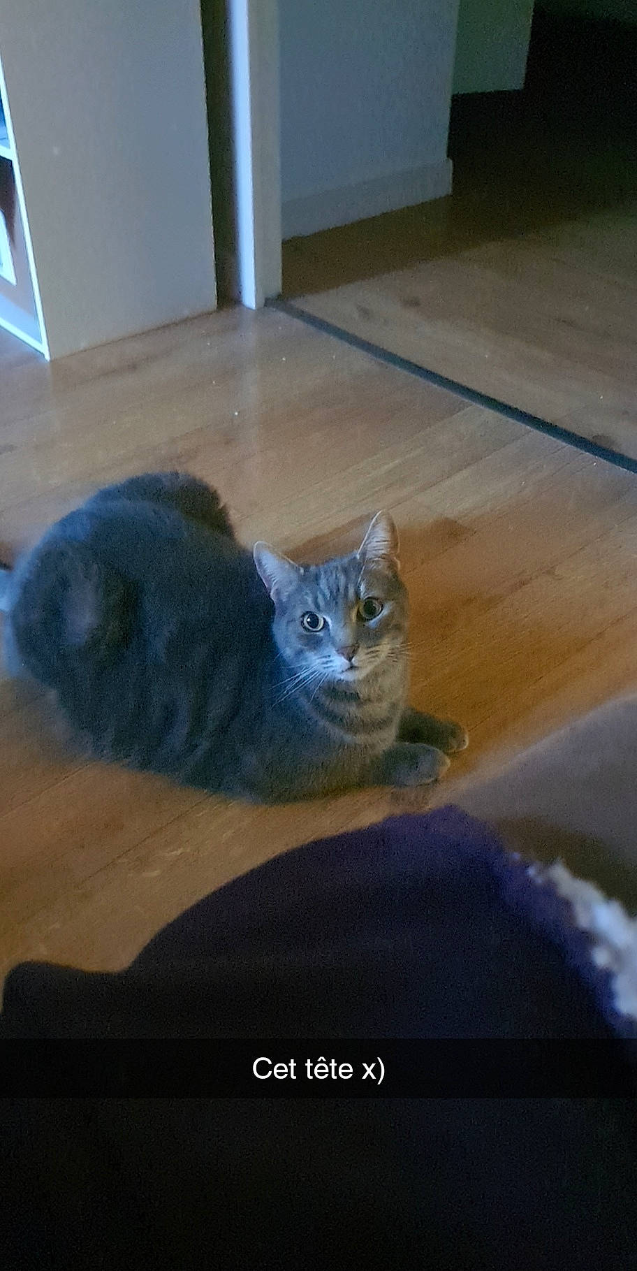 Baka participe au concours pour gagner de l'argent avec cette photo : carnivore, cat, cat_supply, comfort, domestic_short_haired_cat, electric_blue, fawn, felidae, floor, flooring, fur, grey, mammal, paw, russian_blue, small_to_medium_sized_cats, snout, tail, whiskers, wood