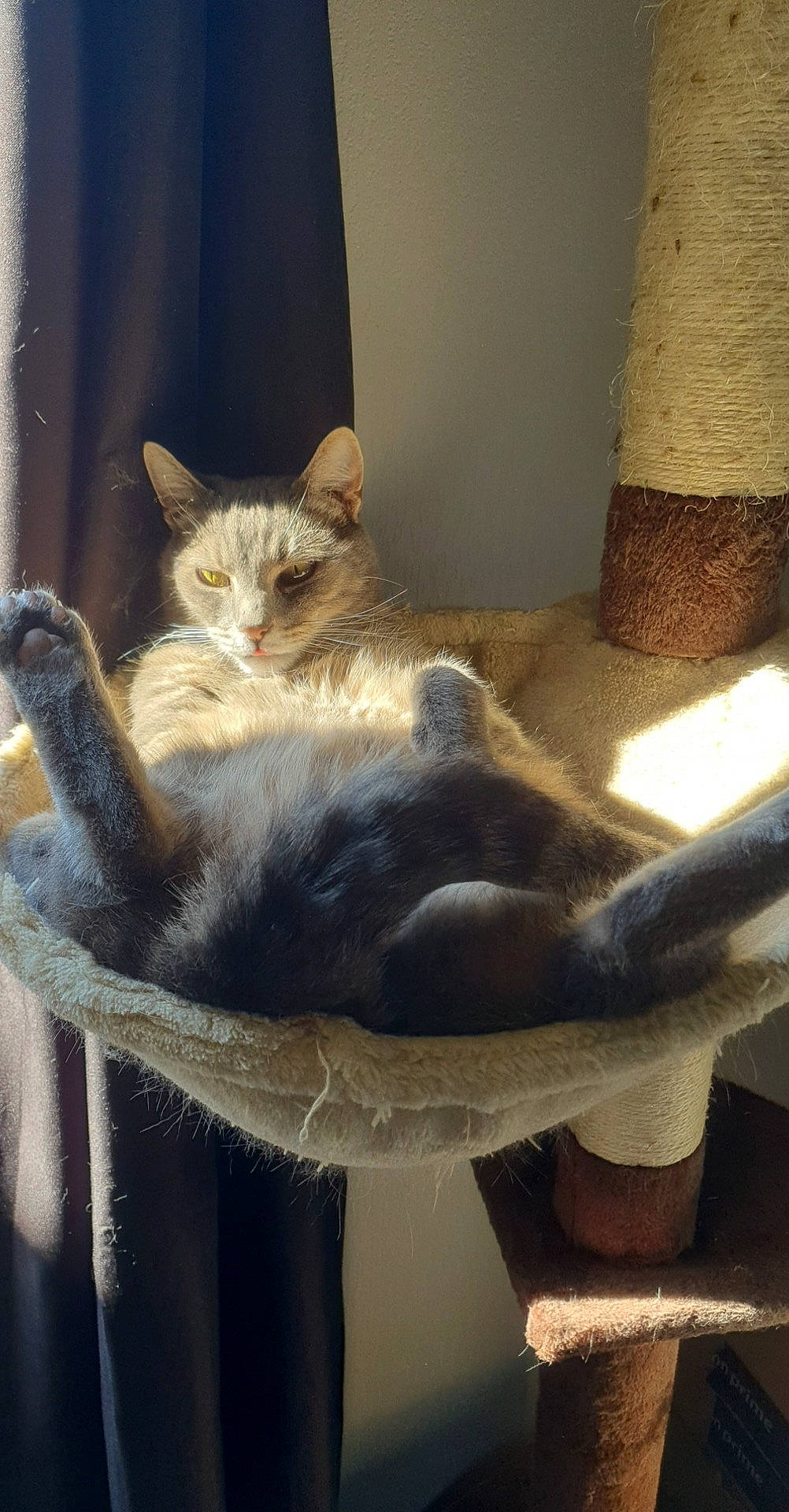 Baka participe au concours pour gagner de l'argent avec cette photo : carnivore, cat, cat_supply, chartreux, comfort, domestic_short_haired_cat, fawn, felidae, fur, grey, paw, room, small_to_medium_sized_cats, tail, whiskers, window, wood