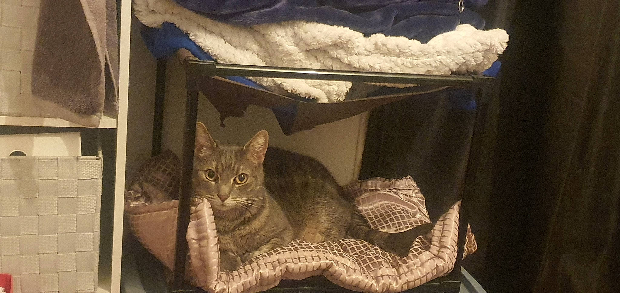 Baka participe au concours pour gagner de l'argent avec cette photo : carnivore, cat, cat_supply, comfort, couch, domestic_short_haired_cat, fawn, felidae, fur, light, linens, mammal, room, small_to_medium_sized_cats, tail, textile, tree, whiskers, window, wood