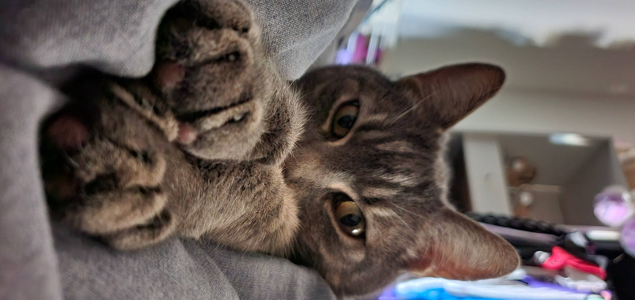 Baka a rejoint le concours — aidez-le/la à gagner de superbes lots ! carnivore, cat, claw, close_up, domestic_short_haired_cat, ear, felidae, fur, grey, paw, photography, picture_frame, small_to_medium_sized_cats, snout, terrestrial_animal, whiskers